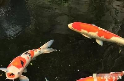 300升魚缸：300升水的魚缸適合養(yǎng)什么樣的魚