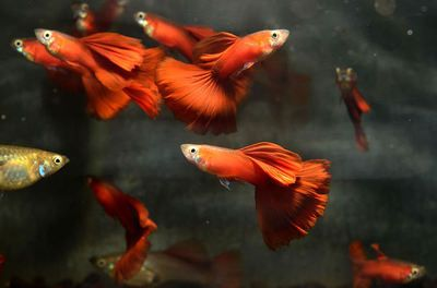 300升魚缸：300升水的魚缸適合養(yǎng)什么樣的魚
