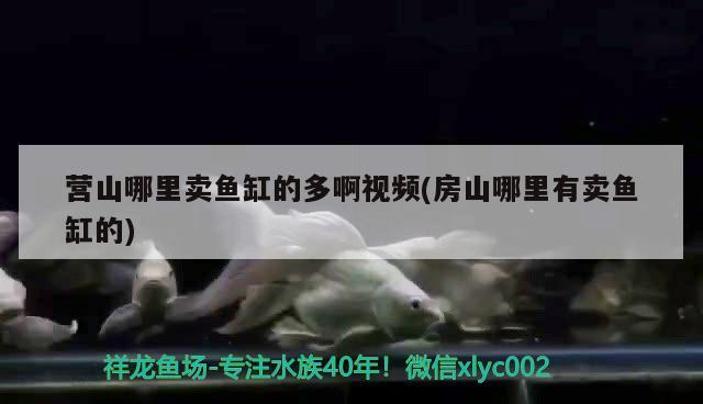 營山哪里賣魚缸的多啊視頻(房山哪里有賣魚缸的) 營山哪里賣魚缸的多啊視頻(房山哪里有賣魚缸的) 金龍魚百科