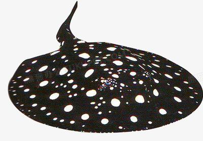 魟魚拼音怎么打出來的字：魟魚拼音怎么打出來的字，[需手動填充]魚拼音怎么打出“魟魚”