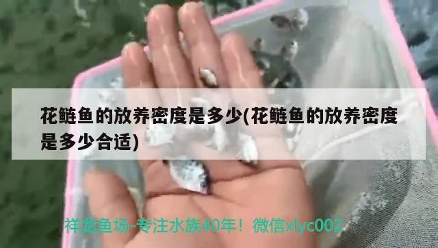花鰱魚的放養密度是多少(花鰱魚的放養密度是多少合適)