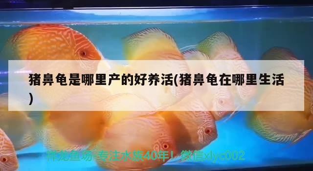 豬鼻龜是哪里產的好養活(豬鼻龜在哪里生活)