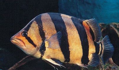 純泰虎魚黑砂好養嗎怎么養：泰國虎魚黑砂在良好的飼養條件下是好養嗎怎么養泰國虎魚