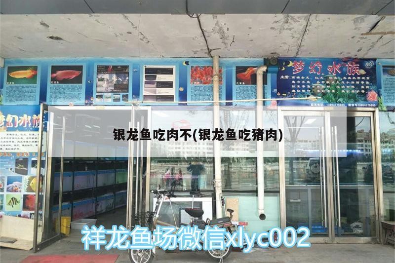 鸚鵡魚和銀龍魚混養(yǎng)怎樣喂食 銀龍魚吃肉不(銀龍魚吃豬肉) 銀龍魚百科 銀龍魚吃肉不(銀龍魚吃豬肉) 銀龍魚吃肉不(銀龍魚吃豬肉) 銀龍魚百科