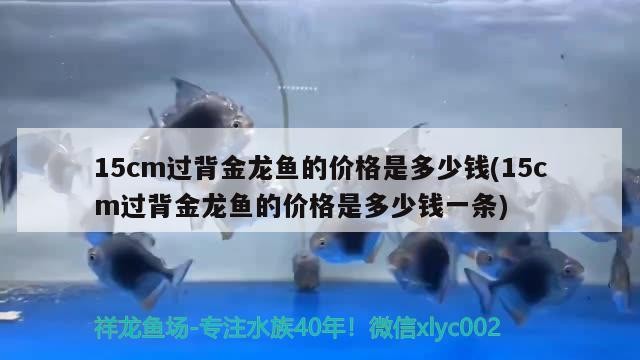 鸚鵡魚和銀龍魚混養怎樣喂食 15cm過背金龍魚的價格是多少錢(15cm過背金龍魚的價格是多少錢一條) 金龍魚百科 15cm過背金龍魚的價格是多少錢(15cm過背金龍魚的價格是多少錢一條) 15cm過背金龍魚的價格是多少錢(15cm過背金龍魚的價格是多少錢一條) 金龍魚百科