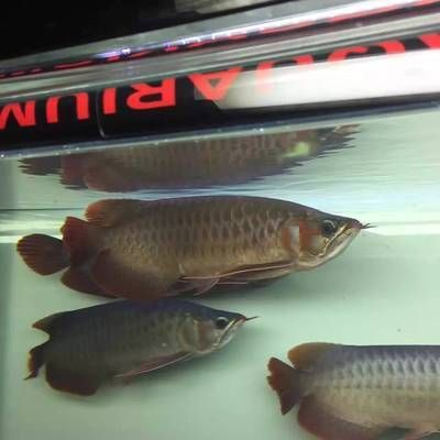 紅龍魚不用燈光照會影響發色嗎：紅龍魚在不開燈情況下是否會影響發色？