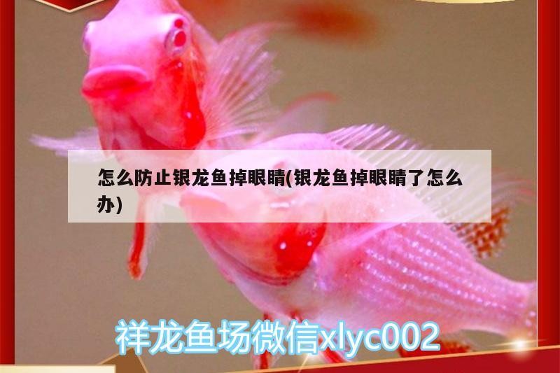 怎么防止銀龍魚掉眼睛(銀龍魚掉眼睛了怎么辦) 怎么防止銀龍魚掉眼睛(銀龍魚掉眼睛了怎么辦) 銀龍魚百科