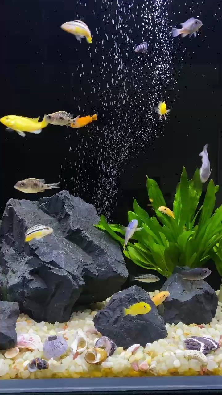 新手三湖慈鯛大混養，這就是你們要不空氣的 新手三湖慈鯛大混養，這就是你們要不空氣的 龍魚論壇