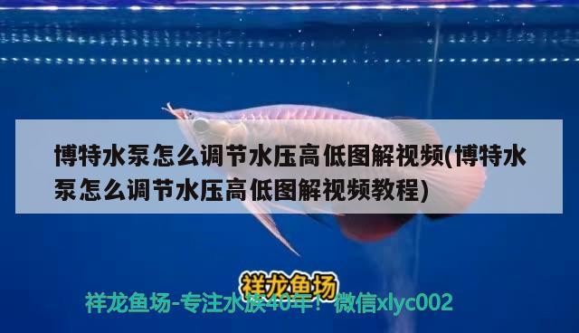 博特水泵怎么調節水壓高低圖解視頻(博特水泵怎么調節水壓高低圖解視頻教程)