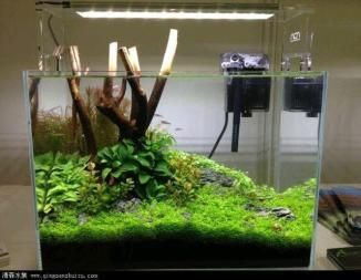 50cm魚缸造景圖片:50cm魚缸造景圖片及相關信息匯總:水草造景制作方法 魚缸百科 第4張 50cm魚缸造景圖片:50cm魚缸造景圖片及相關信息匯總:水草造景制作方法 50cm魚缸造景圖片:50cm魚缸造景圖片及相關信息匯總:水草造景制作方法 魚缸百科 第4張