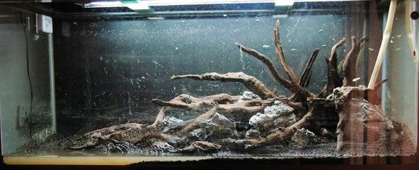 50cm魚缸造景圖片：50cm魚缸造景圖片及相關信息匯總：水草造景制作方法 50cm魚缸造景圖片：50cm魚缸造景圖片及相關信息匯總：水草造景制作方法 魚缸百科 第3張