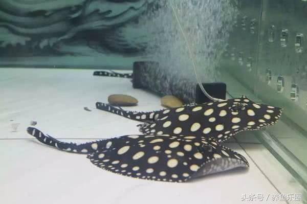 魟魚繁殖品相看公還是看母：慮魚的性別和繁殖能力