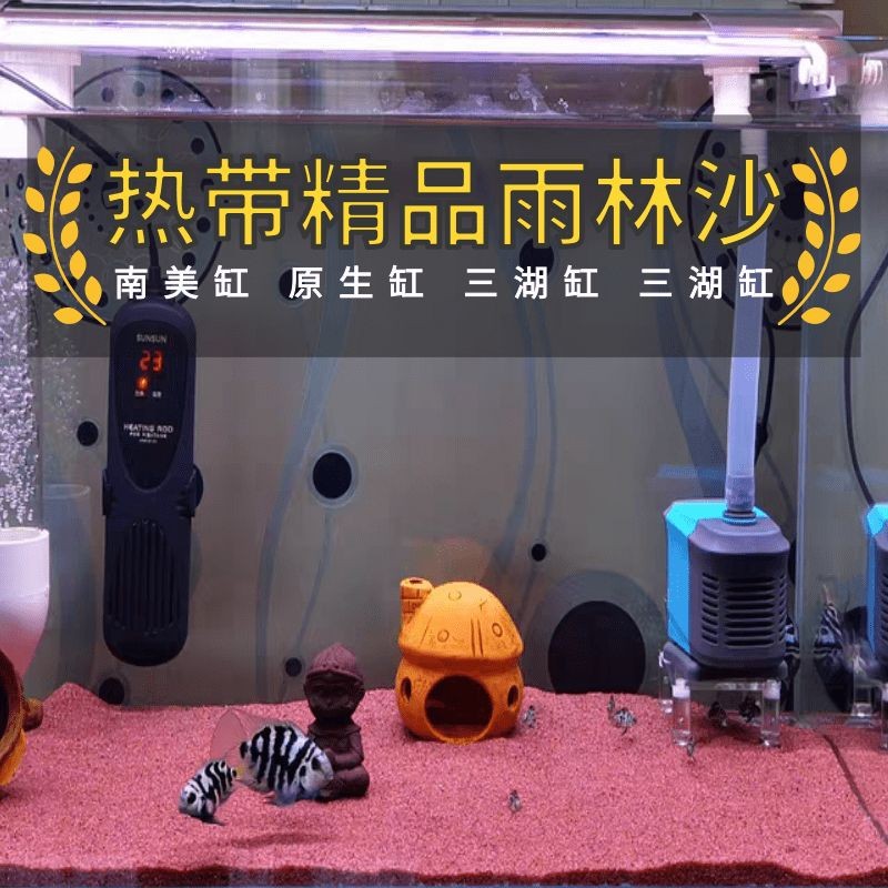 精品紅龍魚價格：精品紅龍魚的價格 精品紅龍魚價格：精品紅龍魚的價格 紅龍魚百科 第3張
