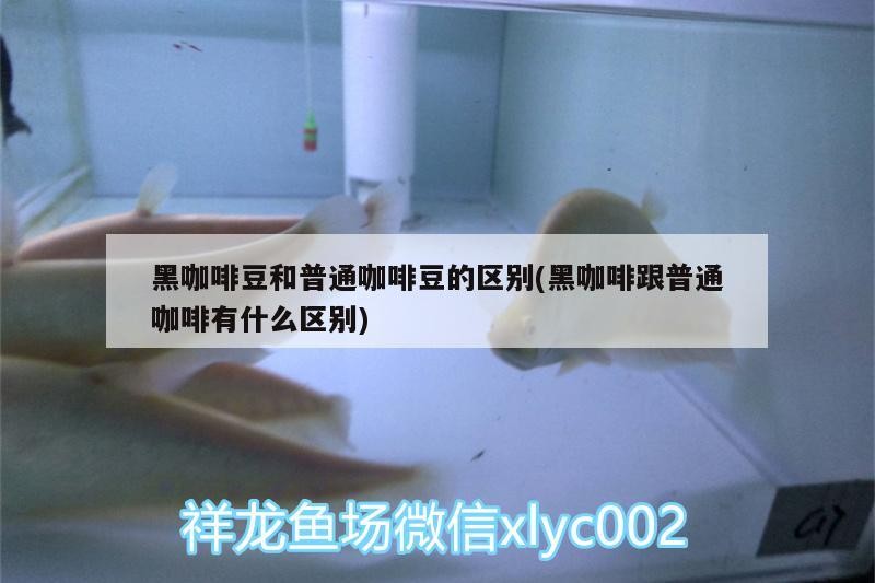 黑咖啡豆和普通咖啡豆的區別(黑咖啡跟普通咖啡有什么區別)