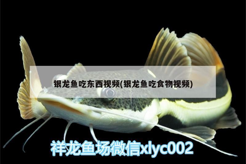 銀龍魚吃東西視頻(銀龍魚吃食物視頻)