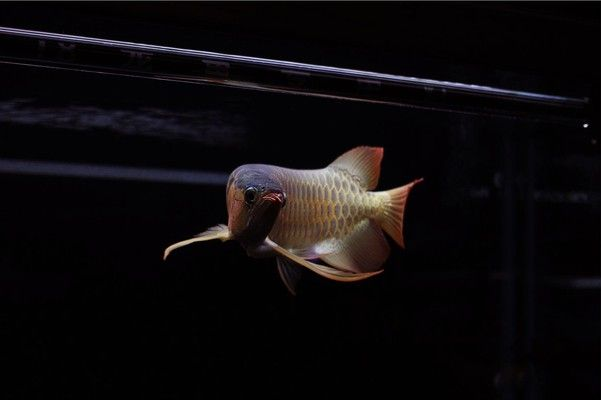 龍魚掉眼就不值錢了嗎為什么還會死