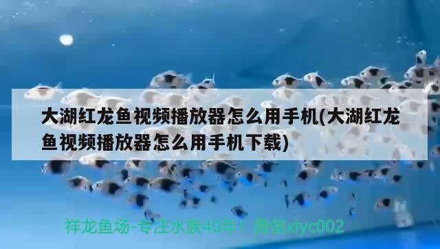 血斑雷龍魚1型配對 血斑一型雷龍魚保護色