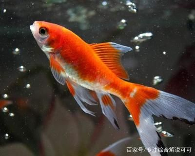 50厘米的魚缸養幾條錦鯉：1.5米的魚缸可以養5條10厘米左右的錦鯉魚苗