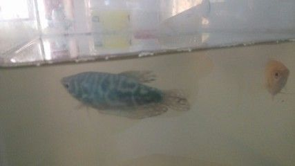 藍龍魚怎么養