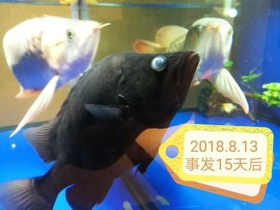 虎魚眼睛白色球珠可以每天撈出來用鹽泡嗎：虎魚眼睛白色球珠可以每天撈出來用鹽泡嗎，需要謹慎考慮