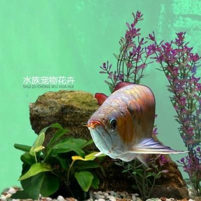 魟魚的價格一般是多少錢一條：[需手動填充]魚價格一般是多少錢一條 魟魚的價格一般是多少錢一條：[需手動填充]魚價格一般是多少錢一條 魟魚百科 第3張