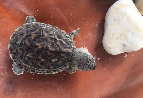 豬鼻龜身上有白色絮狀物：烏龜身上有白色絮狀物怎么辦