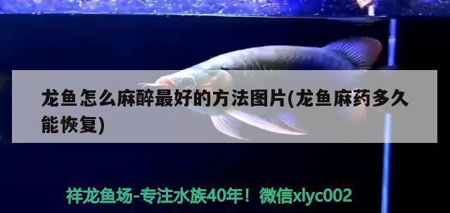 龍魚麻藥多了3小時(shí)還沒好怎么辦vs祥龍魚場(chǎng)：如何判斷龍魚麻藥多了3小時(shí)還沒好怎么辦