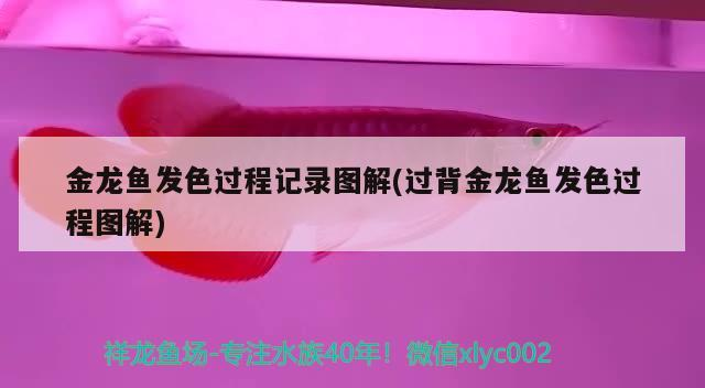 金龍魚發色過程記錄圖解(過背金龍魚發色過程圖解)