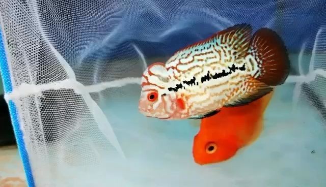 龍魚(yú)摔了一下沉底了怎么回事vs祥龍魚(yú)場(chǎng)：龍魚(yú)在水底摔了一下后沉底可能由多種因素引起，祥龍魚(yú)沉底原因分析