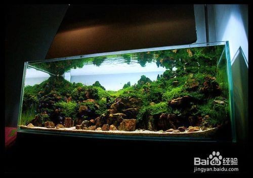 龍魚缸造景需要造景嗎vs祥龍魚場：龍魚缸造景是必要的