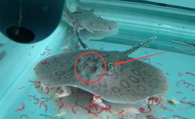 魟魚內寄都是什么寄生蟲：魟魚內寄是什么寄生蟲