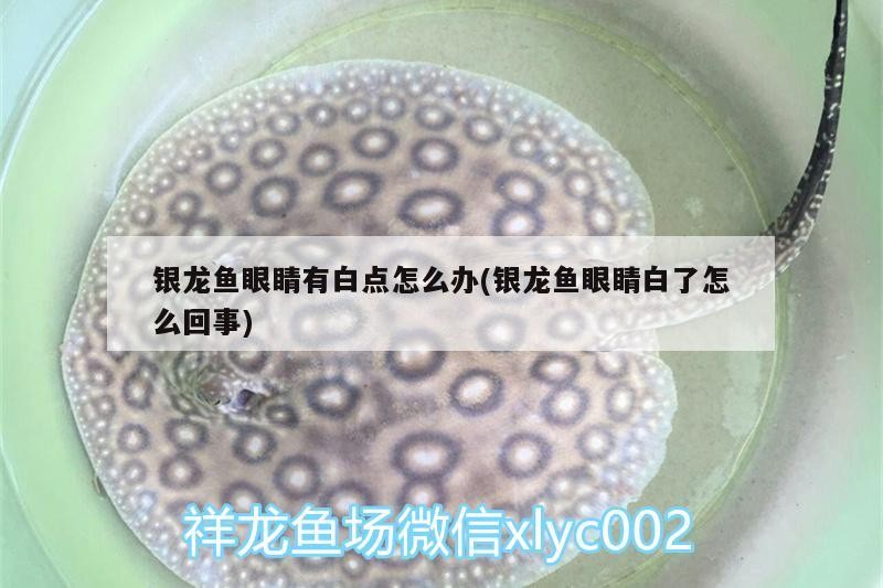 銀龍魚眼睛有白點(diǎn)怎么辦(銀龍魚眼睛白了怎么回事)