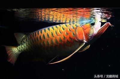 龍魚的食物是什么？vs祥龍魚場：自制龍魚餌料方法龍魚喂食頻率指南龍魚喂食頻率指南