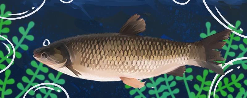 池塘放魚苗怎么消毒魚苗怎么養(yǎng)