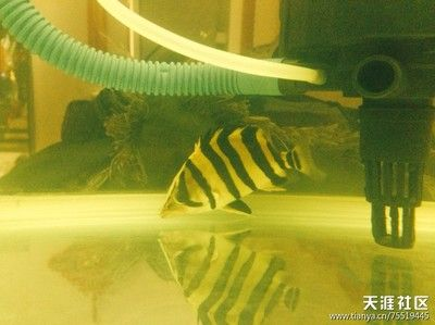6公分的小虎魚能吃小活魚嗎：6公分小虎魚能吃小活魚嗎