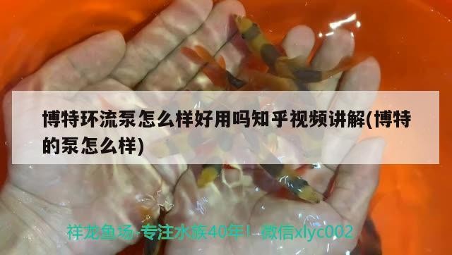 博特環(huán)流泵怎么樣好用嗎知乎視頻講解(博特的泵怎么樣)