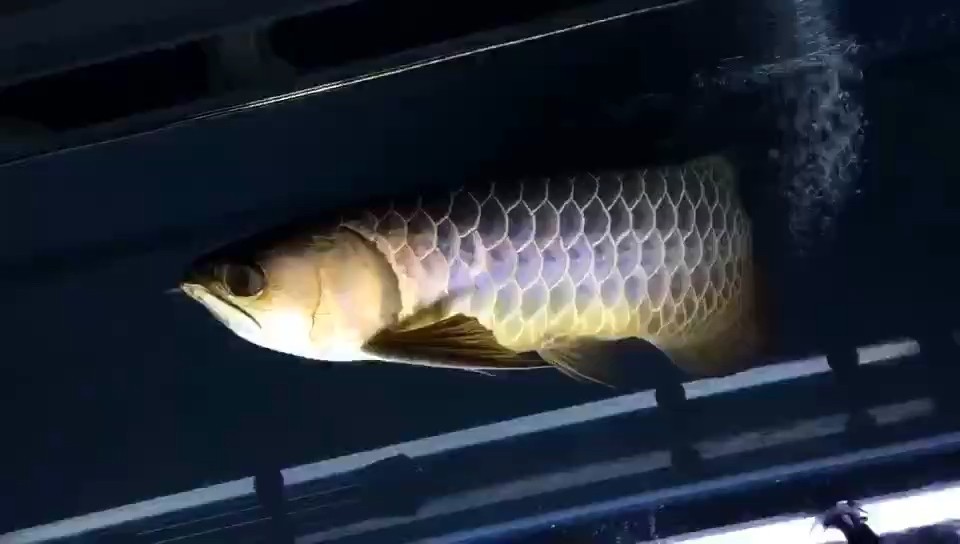 中山愛魚玩祝?大家中秋佳節快樂??????