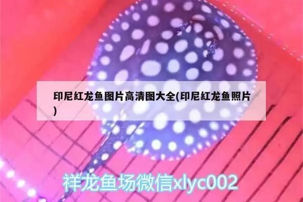 印尼紅龍魚照片高清圖:印尼紅龍魚的飼養(yǎng)條件 紅龍魚百科 第1張 印尼紅龍魚照片高清圖:印尼紅龍魚的飼養(yǎng)條件 印尼紅龍魚照片高清圖:印尼紅龍魚的飼養(yǎng)條件 紅龍魚百科 第1張