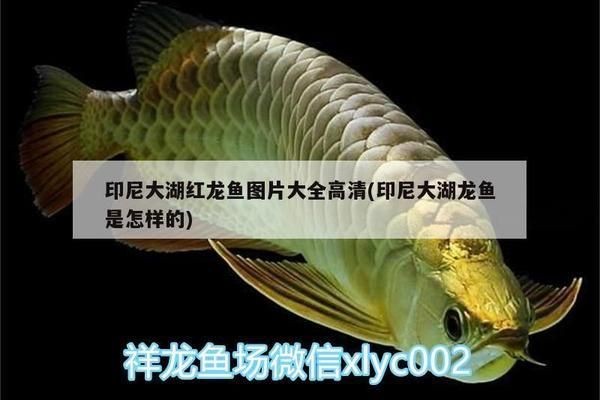 印尼紅龍魚照片高清圖:印尼紅龍魚的飼養(yǎng)條件 紅龍魚百科 第2張 印尼紅龍魚照片高清圖:印尼紅龍魚的飼養(yǎng)條件 印尼紅龍魚照片高清圖:印尼紅龍魚的飼養(yǎng)條件 紅龍魚百科 第2張