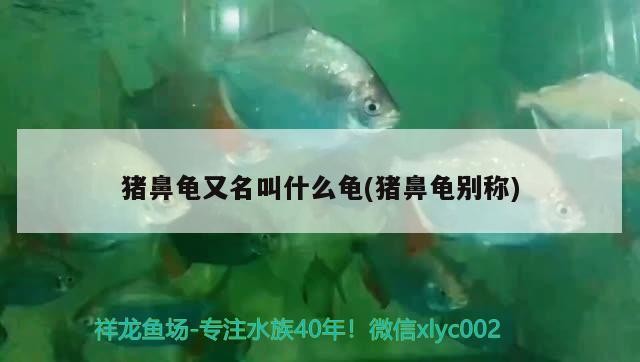豬鼻龜又名叫什么龜(豬鼻龜別稱)
