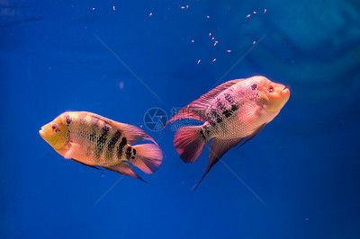 宿遷水族館vs祥龍魚場（宿遷水族館和祥龍魚場哪個(gè)好）