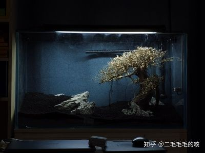380的魚缸養多大的魚最好：380的魚缸養什么魚 380的魚缸養多大的魚最好：380的魚缸養什么魚 魚缸百科 第2張