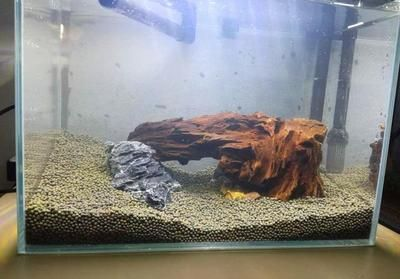 380的魚缸養多大的魚最好：380的魚缸養什么魚 380的魚缸養多大的魚最好：380的魚缸養什么魚 魚缸百科 第3張