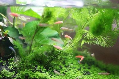 380的魚缸養多大的魚最好：380的魚缸養什么魚 380的魚缸養多大的魚最好：380的魚缸養什么魚 魚缸百科 第4張