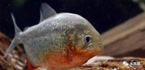 虎魚(yú)幼魚(yú)吃什么：虎魚(yú)幼魚(yú)可以喂食活餌料嗎 虎魚(yú)幼魚(yú)吃什么：虎魚(yú)幼魚(yú)可以喂食活餌料嗎 虎魚(yú)百科 第1張