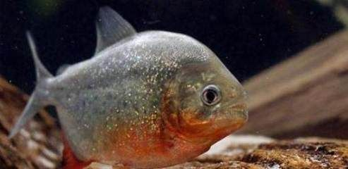 虎魚(yú)幼魚(yú)吃什么：虎魚(yú)幼魚(yú)可以喂食活餌料嗎 虎魚(yú)幼魚(yú)吃什么：虎魚(yú)幼魚(yú)可以喂食活餌料嗎 虎魚(yú)百科 第2張
