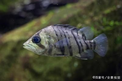 虎魚(yú)幼魚(yú)吃什么：虎魚(yú)幼魚(yú)可以喂食活餌料嗎 虎魚(yú)幼魚(yú)吃什么：虎魚(yú)幼魚(yú)可以喂食活餌料嗎 虎魚(yú)百科 第3張