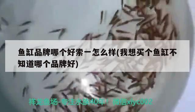 金龍魚古典過背什么意思呀視頻 金龍魚古典過背什么意思呀視頻 魚缸百科 第1張
