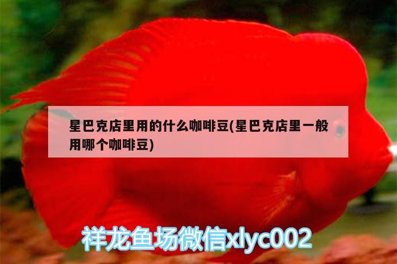 星巴克店里用的什么咖啡豆(星巴克店里一般用哪個咖啡豆)