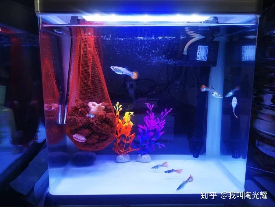 9條小魚需要多大的魚缸：養9條金魚需要多大魚缸9條小魚的魚缸推薦